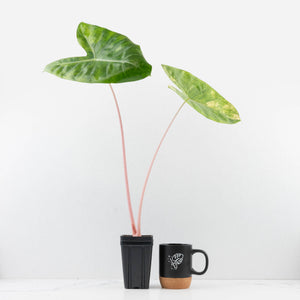 Alocasia 'Pink Dragon' Aurea Variegated *Corming Size* (wk33-L13)