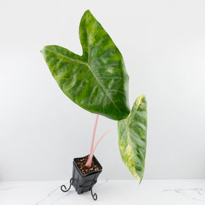 Alocasia 'Pink Dragon' Aurea Variegated *Corming Size* (wk33-L13)