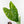 Alocasia 'Pink Dragon' Aurea Variegated *Corming Size* (wk33-L13)