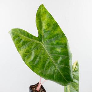 Alocasia 'Pink Dragon' Aurea Variegated *Corming Size* (wk33-L13)