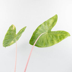 Alocasia 'Pink Dragon' Aurea Variegated *Corming Size* (wk33-L13)