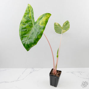Alocasia 'Pink Dragon' Aurea Variegated *Corming Size* (wk40-L13)