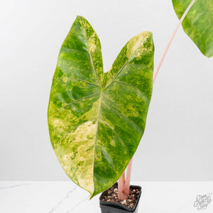 Alocasia 'Pink Dragon' Aurea Variegated *Corming Size* (wk40-L13)