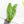 Alocasia 'Pink Dragon' Aurea Variegated (wk19-S) *Corming Size*