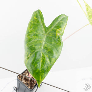 Alocasia 'Pink Dragon' Aurea Variegated (wk19-S) *Corming Size*
