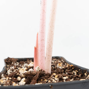Alocasia 'Pink Dragon' Aurea Variegated (wk19-S) *Corming Size*