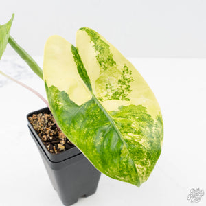 Alocasia 'Pink Dragon' Aurea Variegated (wk22-F)