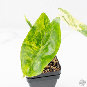Alocasia 'Pink Dragon' Aurea Variegated (wk22-F)