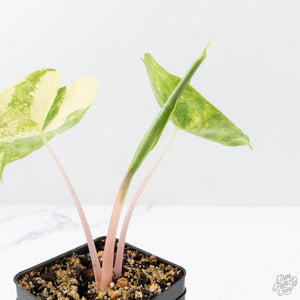 Alocasia 'Pink Dragon' Aurea Variegated (wk22-F)