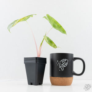 Alocasia 'Pink Dragon' Aurea Variegated (wk23-C)
