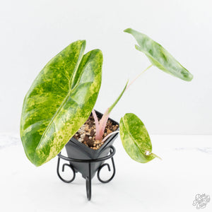 Alocasia 'Pink Dragon' Aurea Variegated (wk23-C)