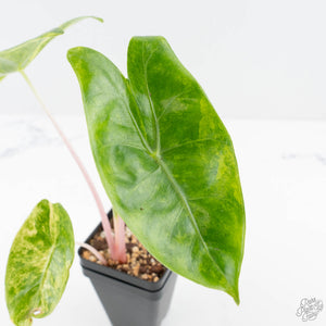 Alocasia 'Pink Dragon' Aurea Variegated (wk23-C)
