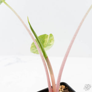 Alocasia 'Pink Dragon' Aurea Variegated (wk23-C)