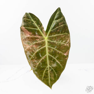 Alocasia 'Pink Dragon' Albo Variegated (wk21-P) *Corming Size*