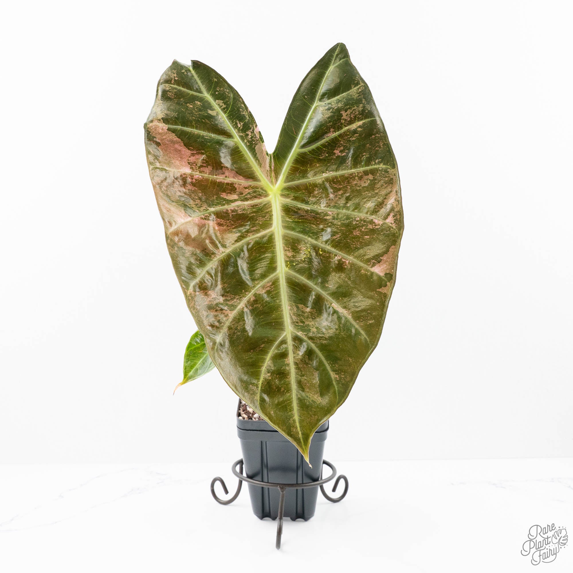 aglaonema pink dragon Alocasia 'Pink Dragon' Albo Variegated (wk21-P) *Corming Size*