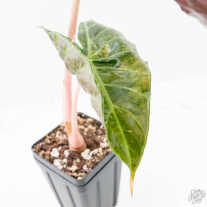 Alocasia 'Pink Dragon' Albo Variegated (wk21-P) *Corming Size*