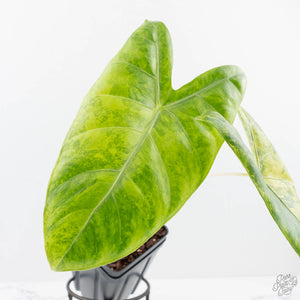 Alocasia 'Pink Dragon' Aurea Variegated (wk20-V) *Corming Size*