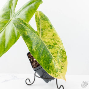 Alocasia 'Pink Dragon' Aurea Variegated (wk20-V) *Corming Size*