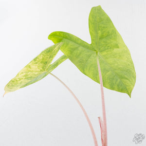 Alocasia 'Pink Dragon' Aurea Variegated (wk20-V) *Corming Size*