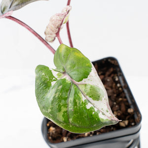 Alocasia 'Plumbea' Pink Variegated (wk32-A)