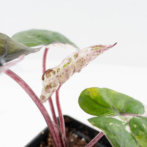 Alocasia 'Plumbea' Pink Variegated (wk32-A)