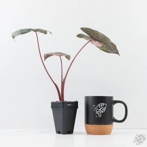 Alocasia 'Plumbea' Pink Variegated (wk25-A)