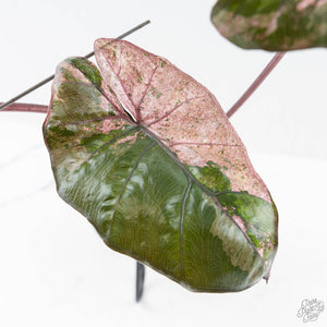Alocasia 'Plumbea' Pink Variegated (wk25-A)