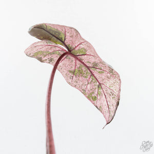 Alocasia 'Plumbea' Pink Variegated (wk28-B)