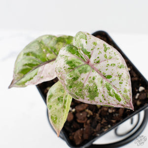 Alocasia 'Plumbea' Pink Variegated (wk38-U145)