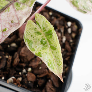 Alocasia 'Plumbea' Pink Variegated (wk38-U145)