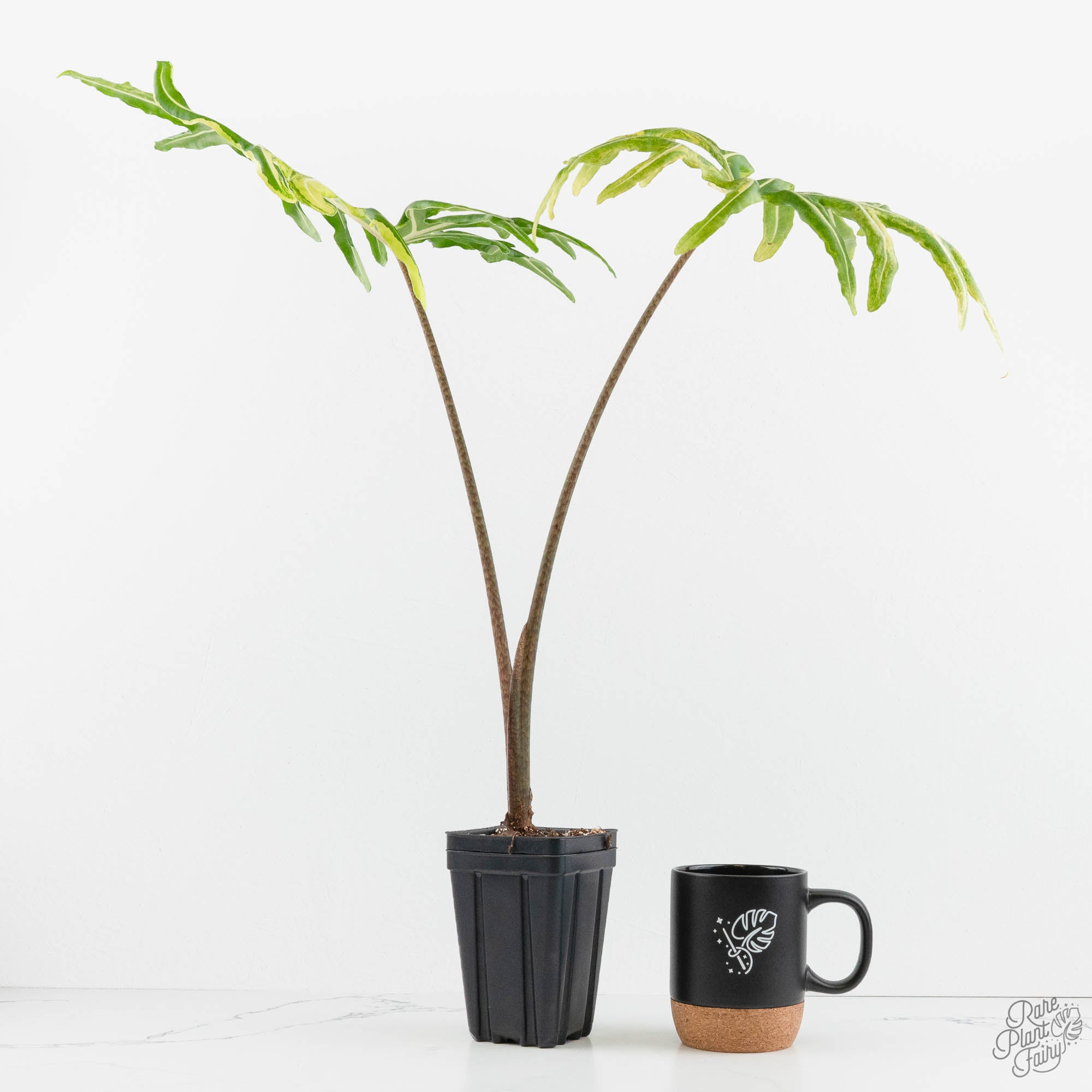 Alocasia Portei Aurea Variegated (wk14-UJ) *Corming Size* – Rare