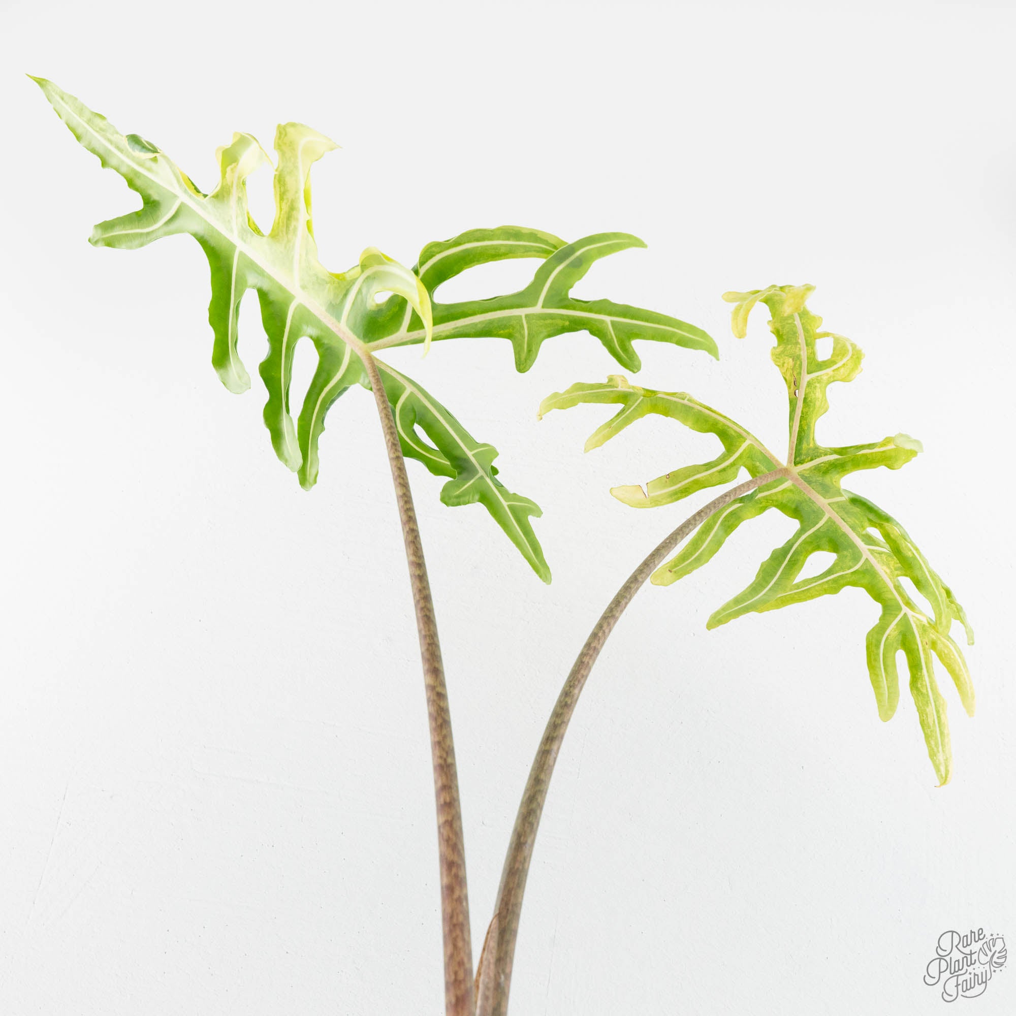 Alocasia Portei Aurea Variegated (wk14-UJ) *Corming Size* – Rare