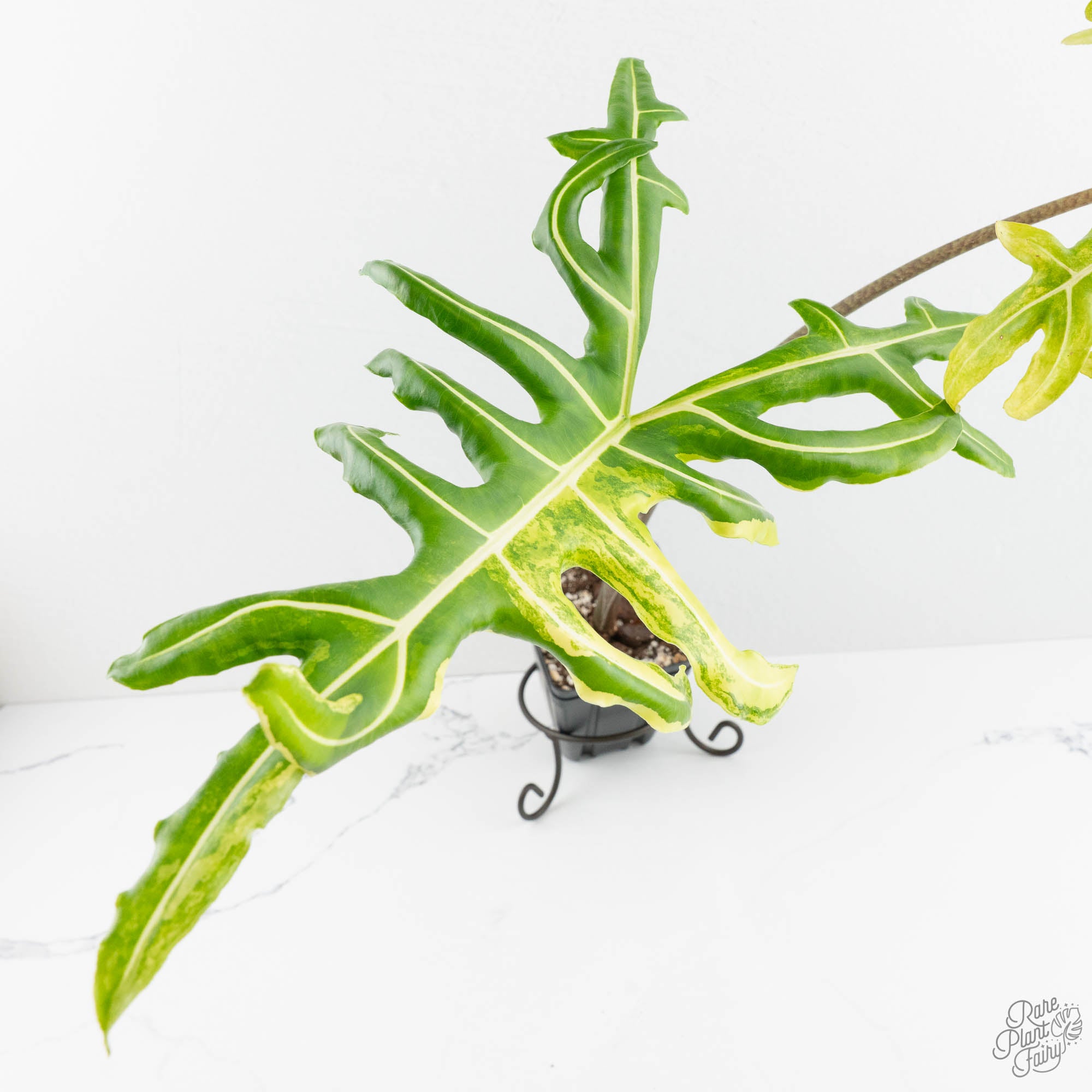 Alocasia Portei Aurea Variegated (wk14-UJ) *Corming Size* – Rare