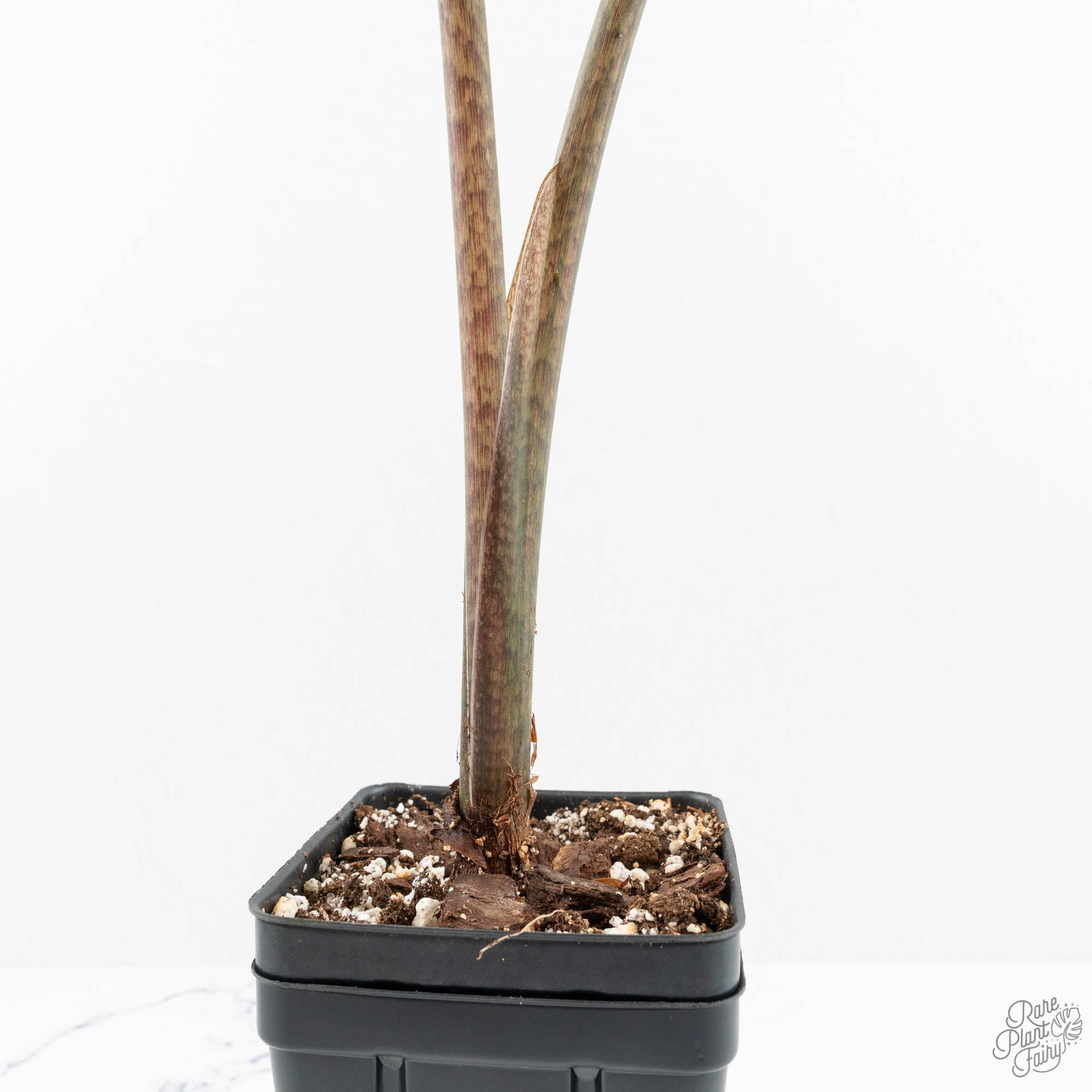 Alocasia Portei Aurea Variegated (wk14-UJ) *Corming Size* – Rare