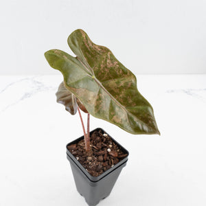Alocasia Sanderiana Pink Variegated (aka 'Pseudosanderiana') (wk35-L216)