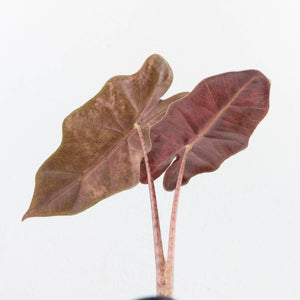 Alocasia Sanderiana Pink Variegated (aka 'Pseudosanderiana') (wk35-L216)