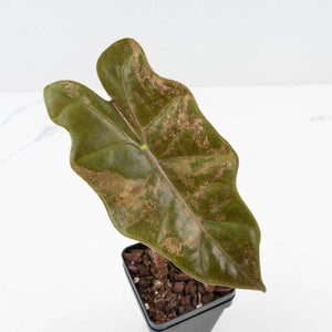 Alocasia Sanderiana Pink Variegated (aka 'Pseudosanderiana') (wk35-L216)