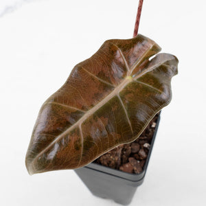 Alocasia Sanderiana Pink Variegated (aka 'Pseudosanderiana') (wk35-L216)