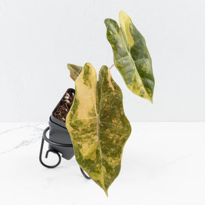 Alocasia Sanderiana Aurea Variegated (aka 'Pseudosanderiana') (wk31-C)