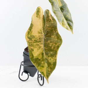 Alocasia Sanderiana Aurea Variegated (aka 'Pseudosanderiana') (wk31-C)