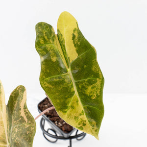 Alocasia Sanderiana Aurea Variegated (aka 'Pseudosanderiana') (wk31-C)
