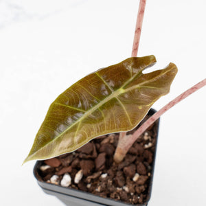 Alocasia Sanderiana Aurea Variegated (aka 'Pseudosanderiana') (wk31-C)
