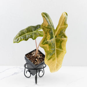 Alocasia Sanderiana Aurea Variegated (aka 'Pseudosanderiana') (wk34-L66)