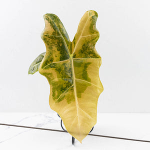 Alocasia Sanderiana Aurea Variegated (aka 'Pseudosanderiana') (wk34-L66)