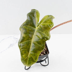 Alocasia Sanderiana Aurea Variegated (aka 'Pseudosanderiana') (wk34-L66)