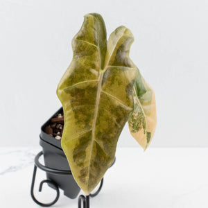Alocasia Sanderiana Aurea Variegated (aka 'Pseudosanderiana') (wk36-L229)