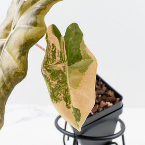 Alocasia Sanderiana Aurea Variegated (aka 'Pseudosanderiana') (wk36-L229)