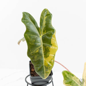Alocasia Sanderiana Aurea Variegated (aka 'Pseudosanderiana') (wk18-I)