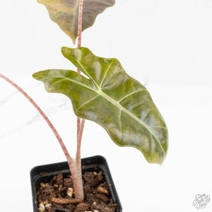 Alocasia Sanderiana Aurea Variegated (aka 'Pseudosanderiana') (wk18-I)
