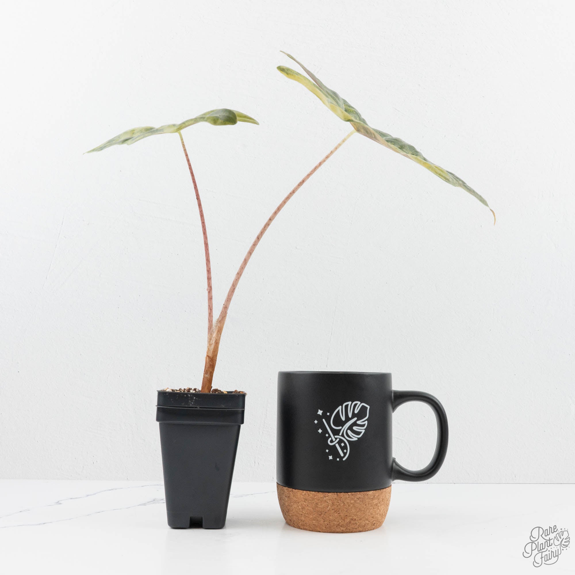 Alocasia Sanderiana Aurea Variegated (aka 'Pseudosanderiana